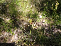 Caladenia attingens