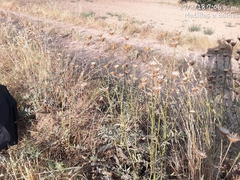 Leuzea conifera
