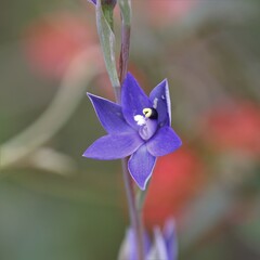 Thelymitra macrophylla