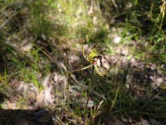 Caladenia attingens