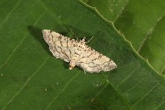 Apogeshna stenialis