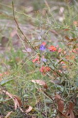 Thelymitra macrophylla