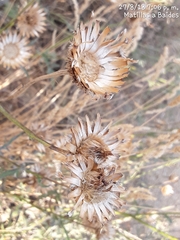 Leuzea conifera