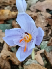 Crocus pulchellus