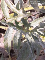 Leuzea conifera