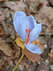 Crocus pulchellus