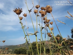 Leuzea conifera