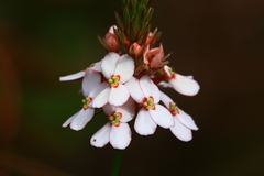 Stylidium scariosum