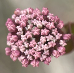 Platysace lanceolata