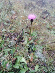 Cirsium pannonicum