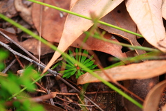 Stylidium scariosum