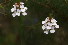 Stylidium scariosum