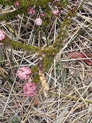 Platysace lanceolata