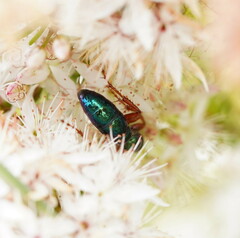 Diamma bicolor