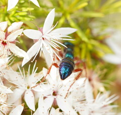 Diamma bicolor