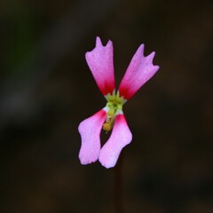 Stylidium calcaratum
