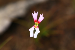 Stylidium calcaratum