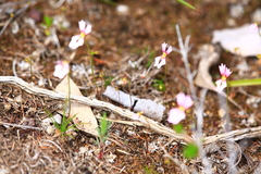 Stylidium calcaratum