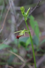 Cryptostylis subulata