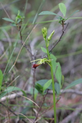 Cryptostylis subulata