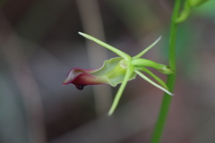 Cryptostylis subulata