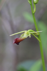 Cryptostylis subulata