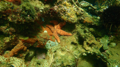 Uniophora granifera