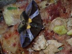 Bastilla fulvotaenia