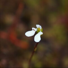 Stylidium perpusillum