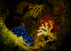 Microspathodon chrysurus