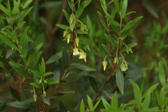 Diospyros glabra