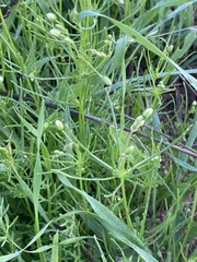 Spergula