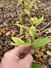 Solidago buckleyi