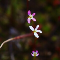 Stylidium despectum