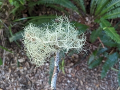 Cladonia confusa