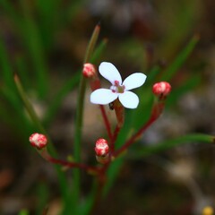 Stylidium pulchellum