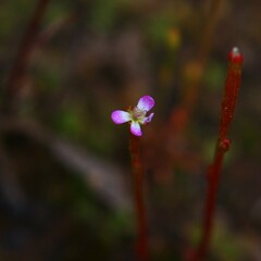 Stylidium despectum