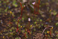 Stylidium despectum