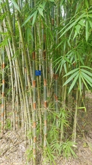 Schizostachyum pergracile