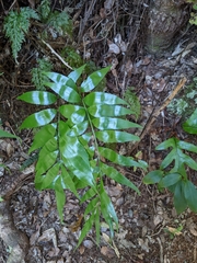 Asplenium oblongifolium