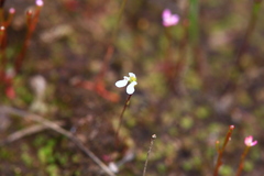 Stylidium perpusillum
