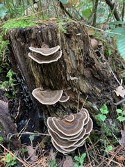 Trametes versicolor