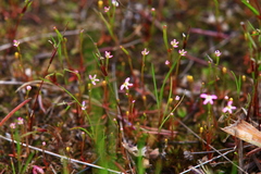 Stylidium despectum