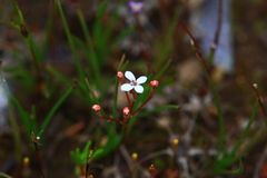 Stylidium pulchellum