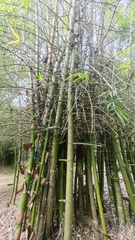 Bambusa tuldoides