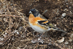 Brambling photo 5