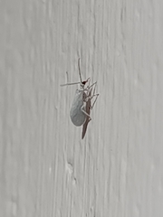 Coniopterygidae