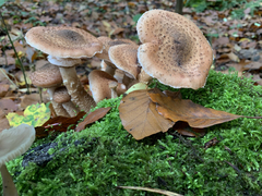 Armillaria ostoyae