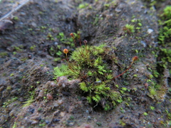 Bartramia nothostricta