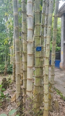 Bambusa stenoaurita